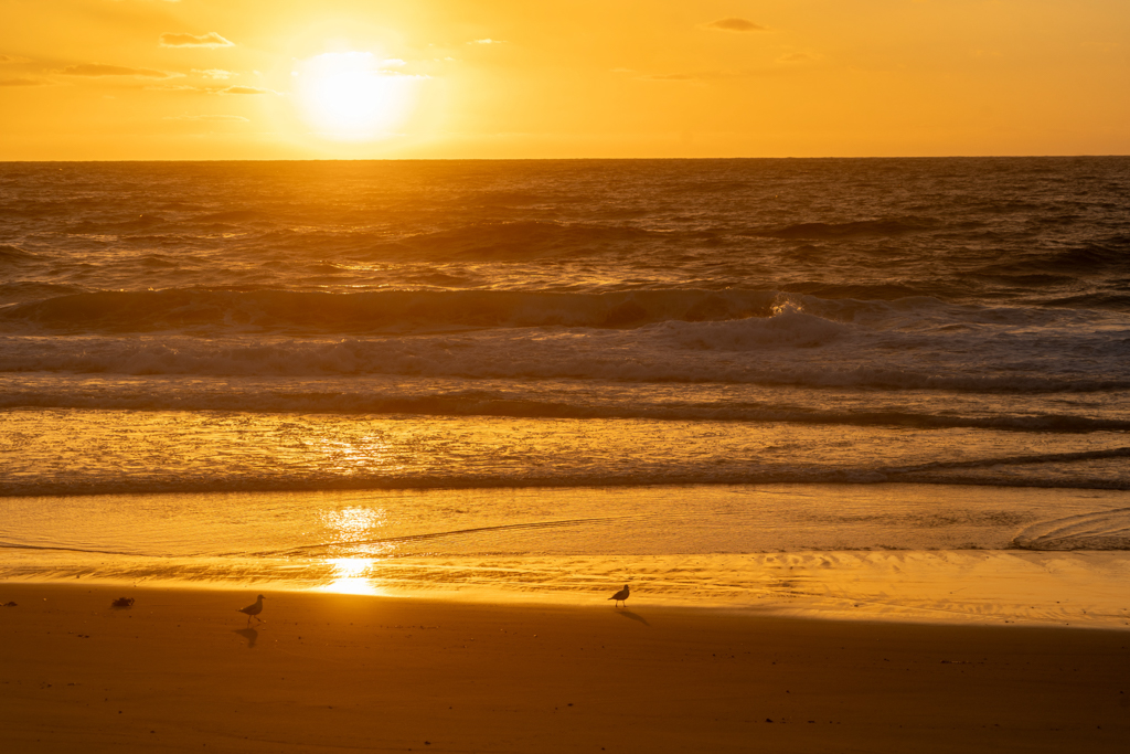 Sonnenuntergang an der Beach vom Gillards Campground. Kleine Möwen am Strand auf ständiger Futtersuche