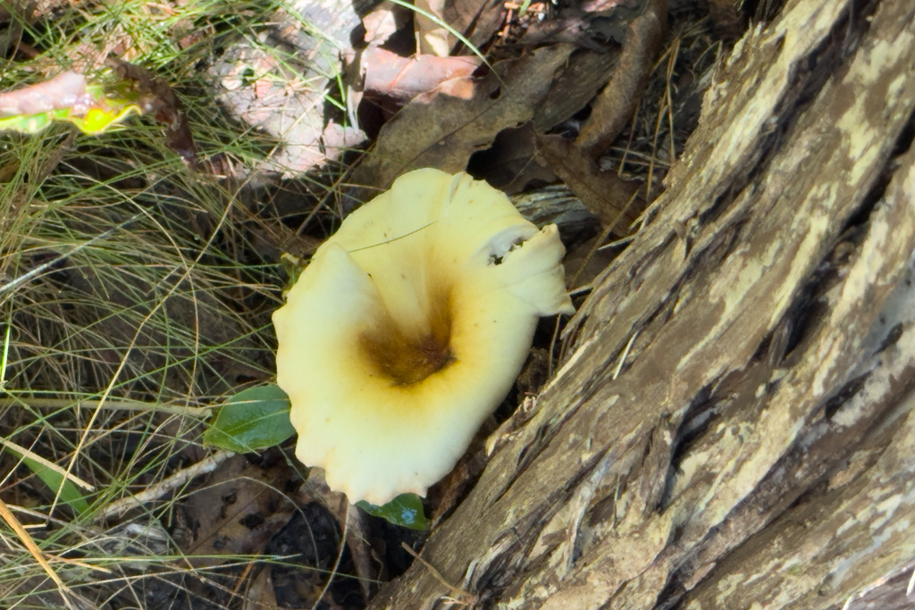 Ein australischer Geisterpilz - Omphalatus nidiformis - am Wegesrand