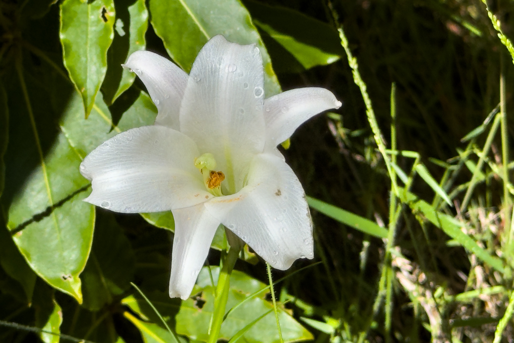 Auch eine Oster Lilie - Lilium longiflorum - sehen wir auf dem Weg