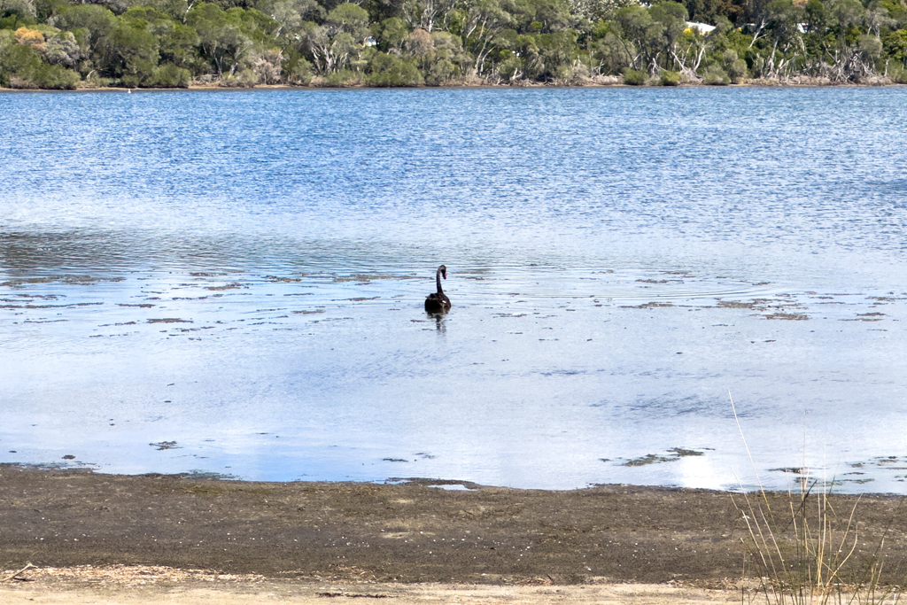 Ein schwarzer Schwan schwimmt in der flachen Lagune