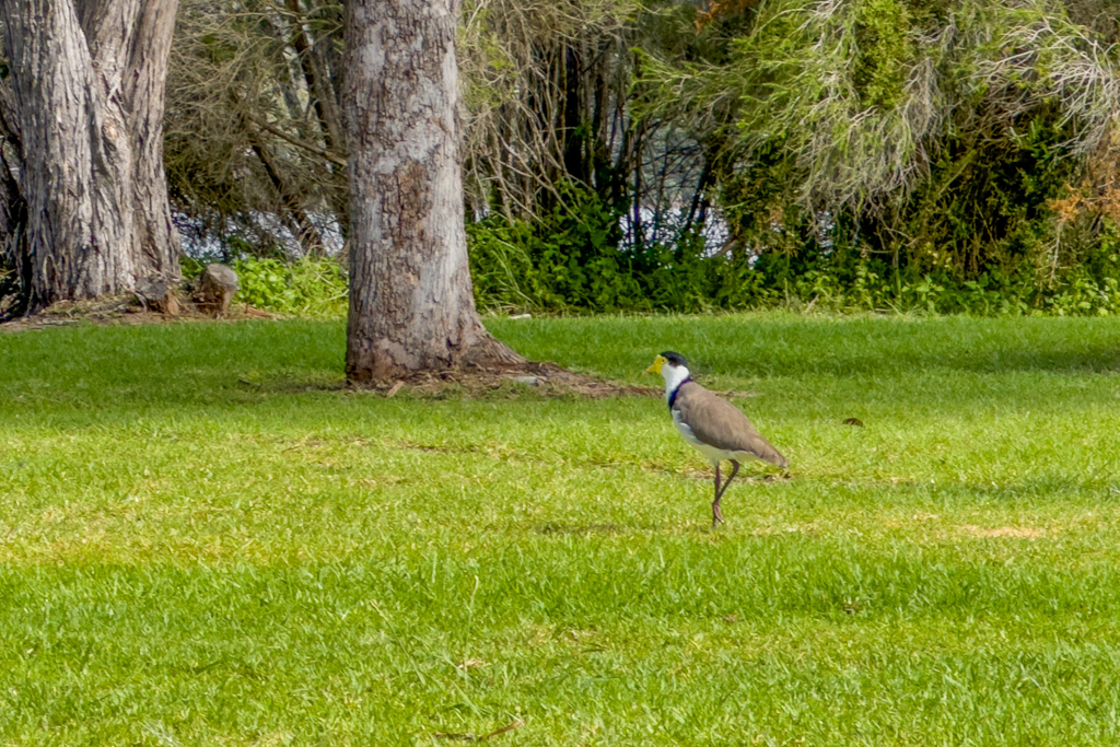 Eine Seeschwalbe -Tern- stolziert herum