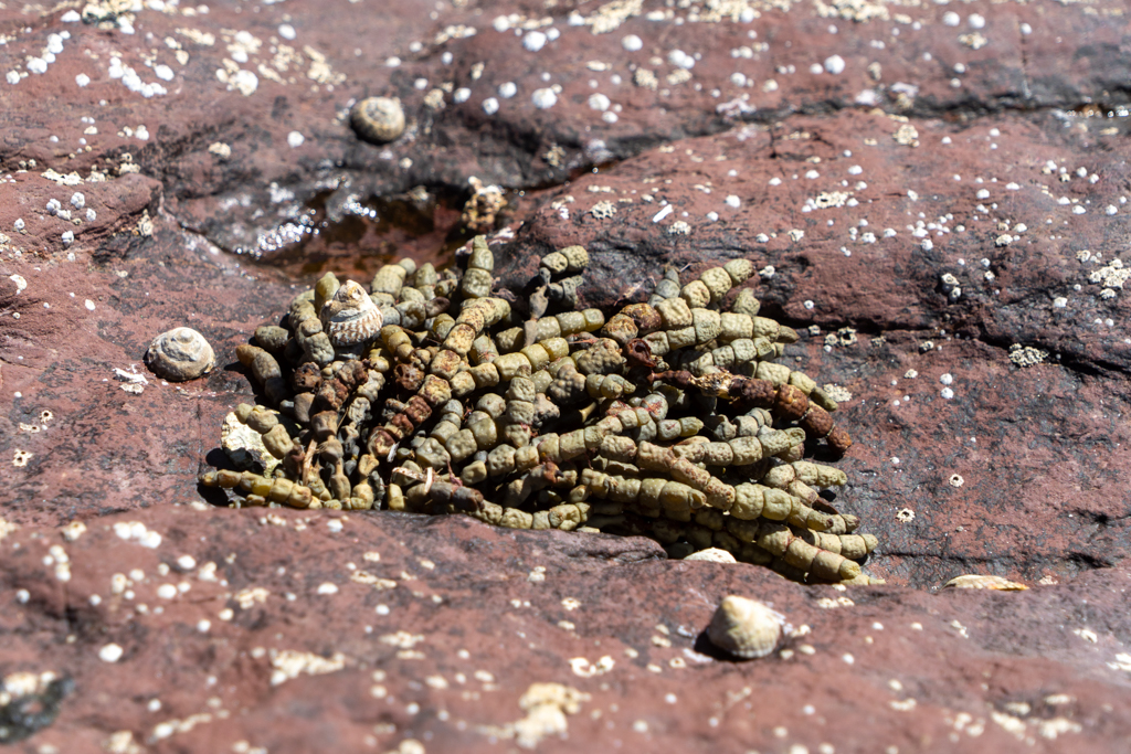 Spannendes zu entdecken bei Ebbe> Algen, Schnecken und Muscheln