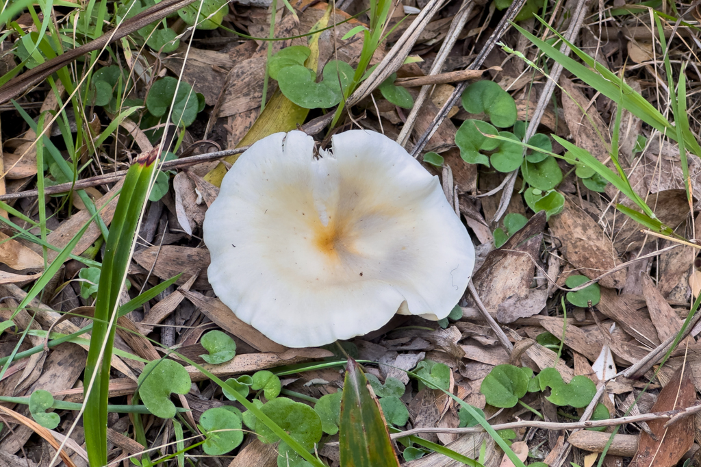 Ein australischer Geisterpilz am Wegesrand - Omphalotus nidiformis; in der Nacht soll er mit Biolumineszenz leuchten...