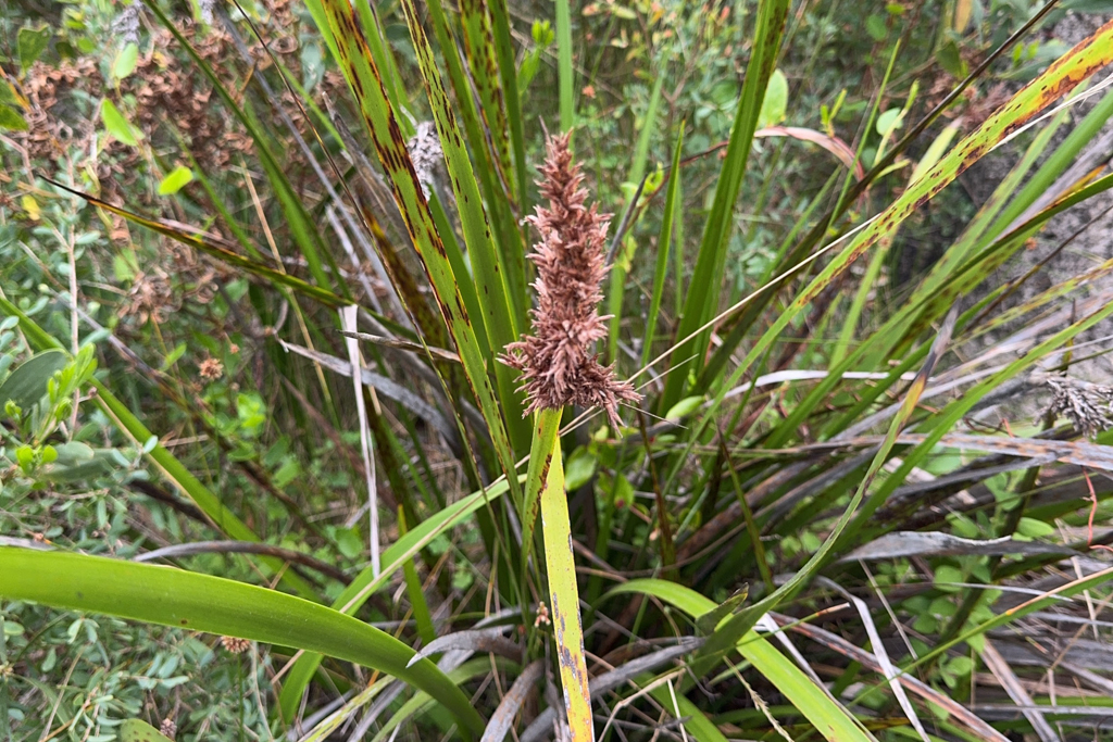 Lepidosperma gladiatum - Küstenschwert-Segge