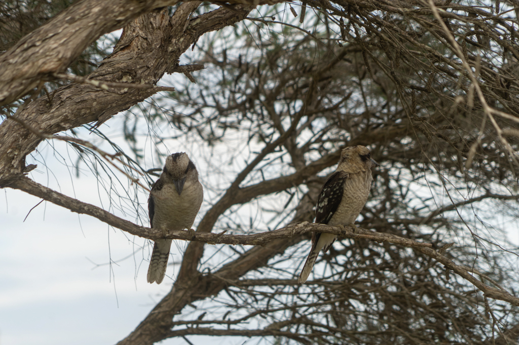 Zwei Kookaburras schauen interessiert, ob was für sie abfallen könnte