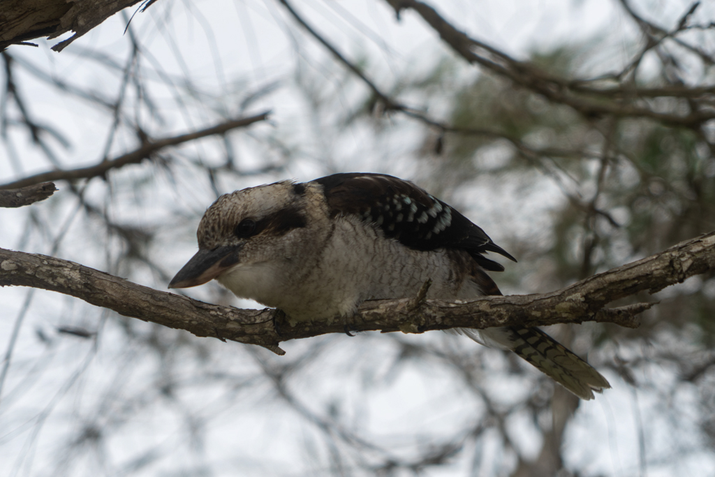 Ein Kookaburra macht sich startklar: Ob was für ihn abfällt?