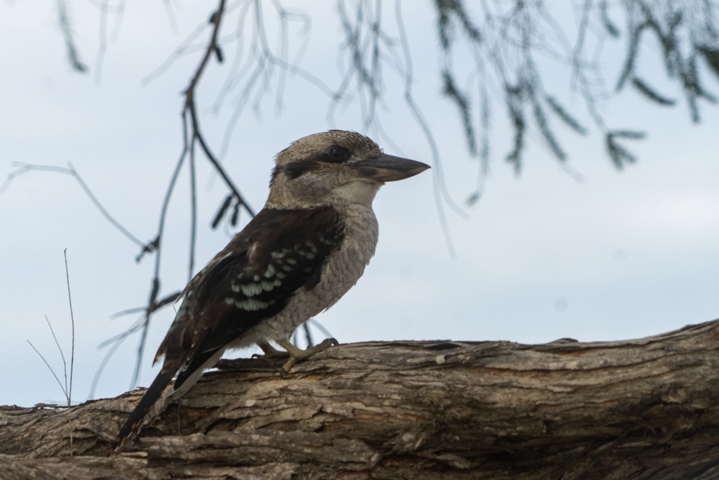 Ein vorwitziger und immer neugieriger Kookaburra