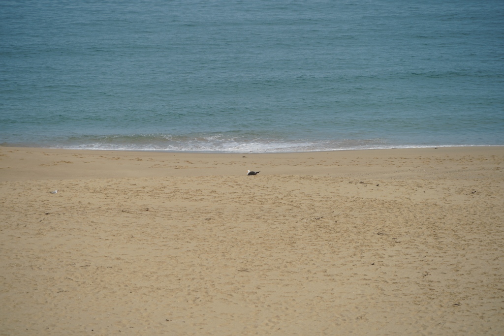 Eine einsame Möwe am weiten Strand