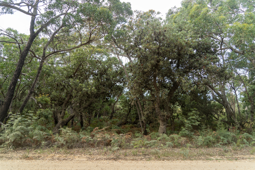 Dichter Banksia/Eukalyptus (Ur-)Wald am Wegesrand