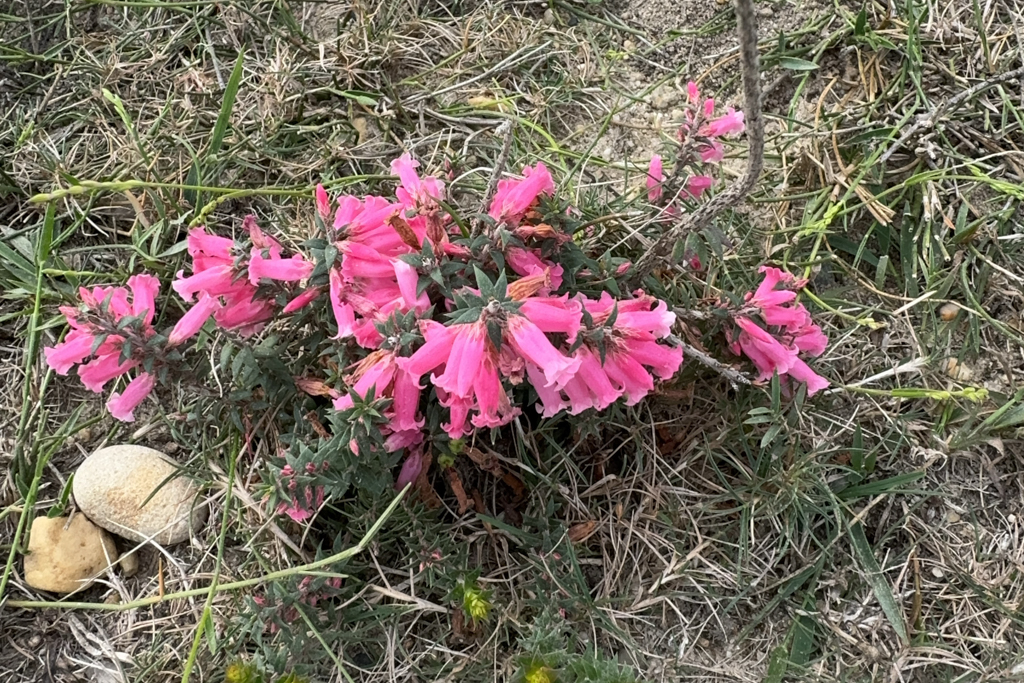 Impacris impressa - Pink oder Common Heath