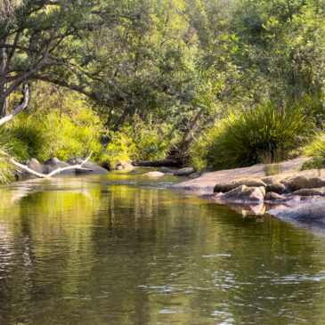 Errinundra Nationalpark, Goongerah Campground