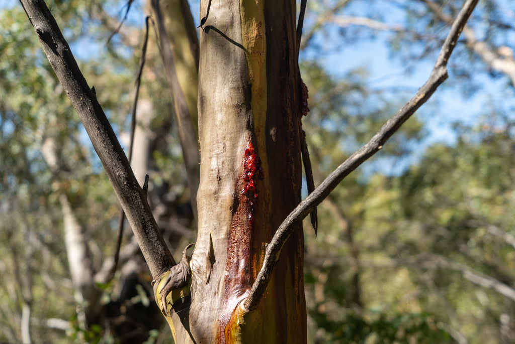"Gum Tree", harzender Eukalyptusbaum