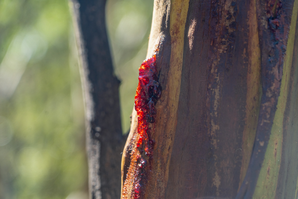 "Gum Tree", harzender Eukalyptusbaum