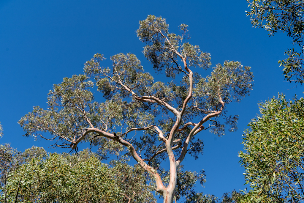 Schöne, grosse Eukalyptusbäume vor strahlend blauem Himmel