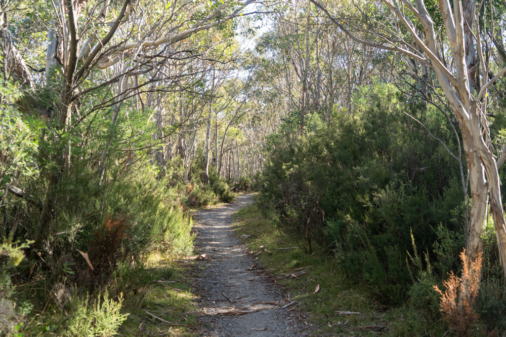 Wander- und MTB-Weg im Eukalyptuswald