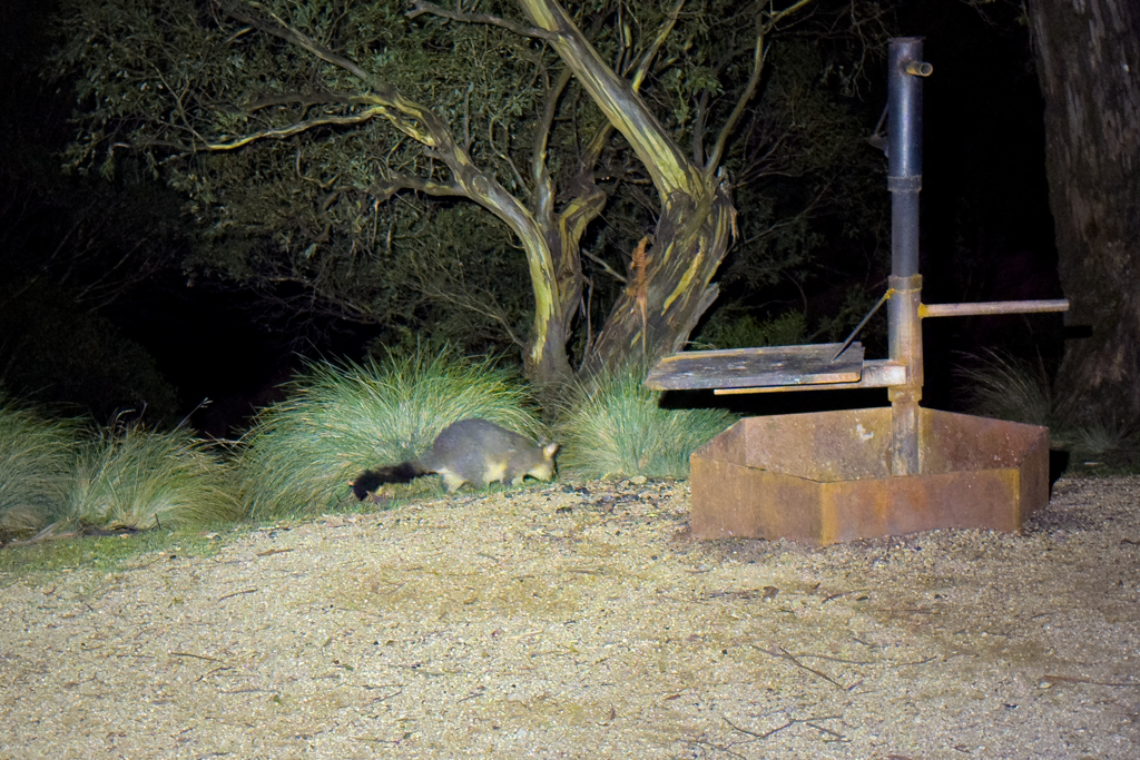 Ein Opossum schleicht hungrig und neugierig durch den Campground