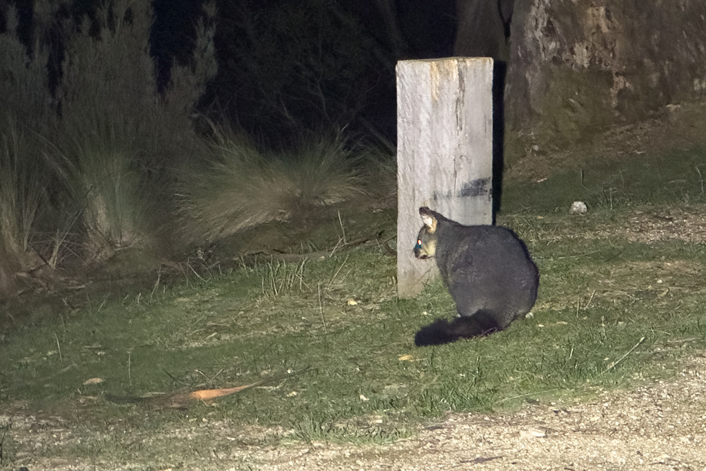 Ein Opossum schleicht hungrig und neugierig durch den Campground