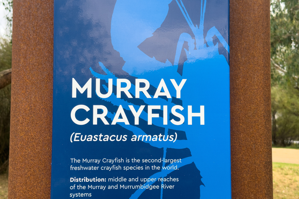 Hinweistafel zum Murray Crayfish. Dem zweitgrössten auf der Welt