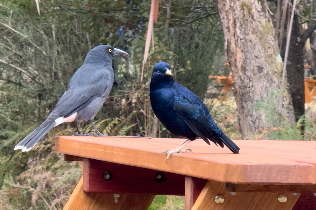 Ein Mag Pi und ein Bluebird bei uns am Tisch..