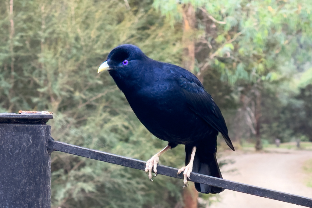 Ein Bluebird auf der Suche nach Futter, oder blauem Nestmaterial??
