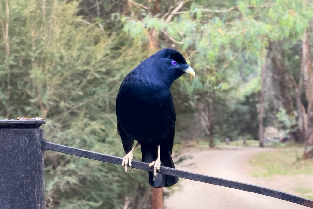Ein Bluebird auf der Suche nach Futter, oder blauem Nestmaterial??
