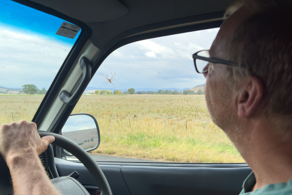 Diese kleine "Huntsman" Spinne krabbelte während der Fahrt durchs offene Fenster nach draussen