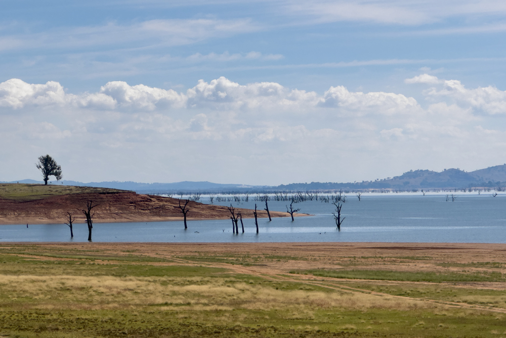 Unzählige abgestorbene Bäume stehen mal mehr, mal weniger im Wasser des Lake Hume...