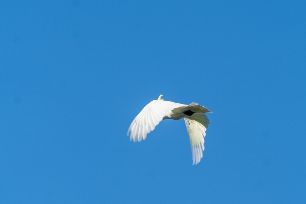 Ein weisser Kakadu im Flug..