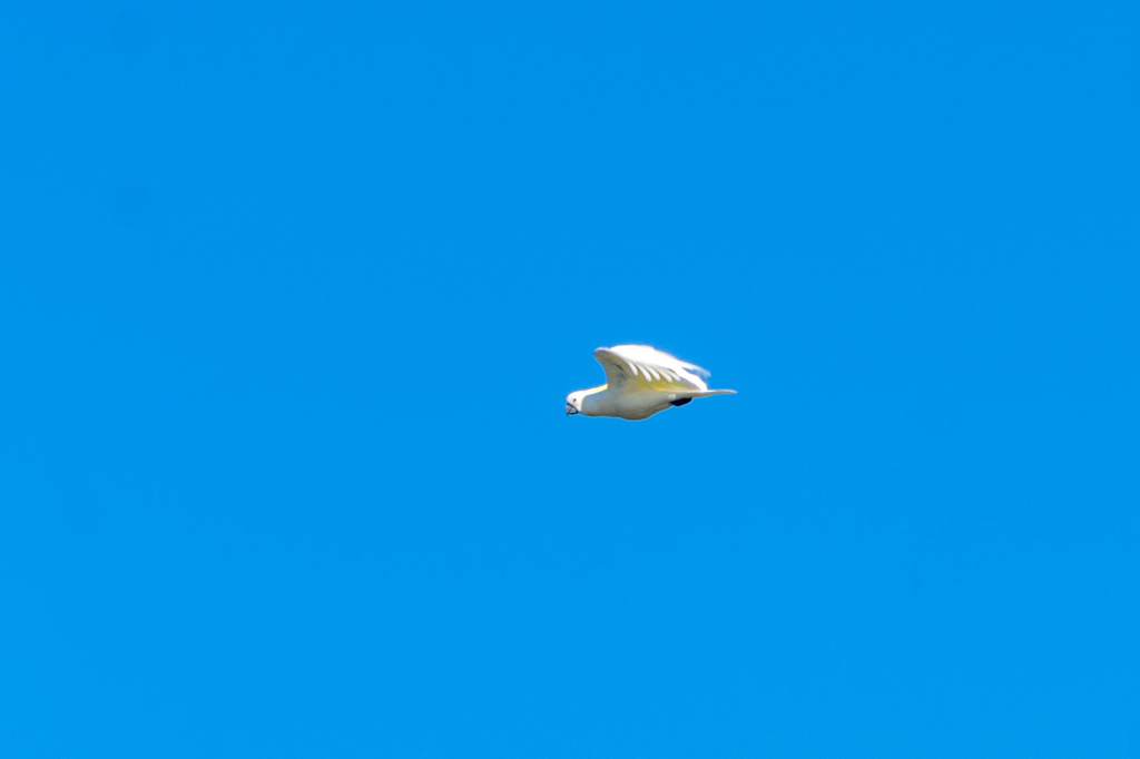 Ein weisser Kakadu im Flug..