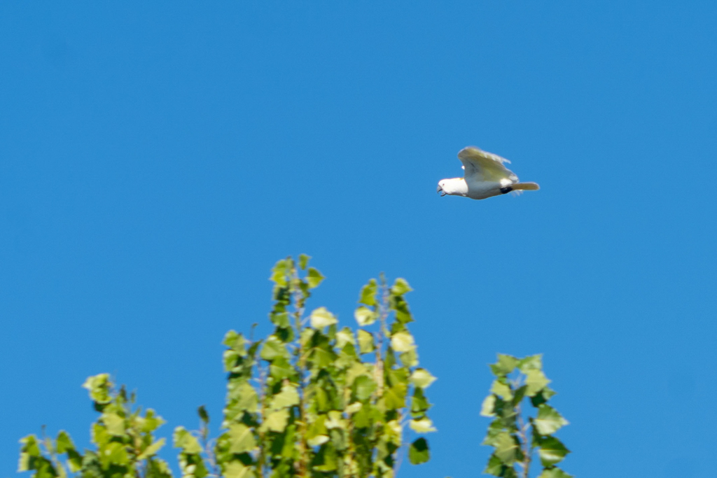 Ein weisser Kakadu im Flug..