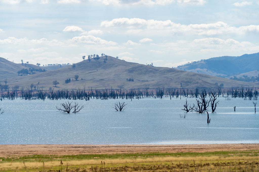 Unzählige abgestorbene Bäume stehen mal mehr, mal weniger im Wasser des Lake Hume...