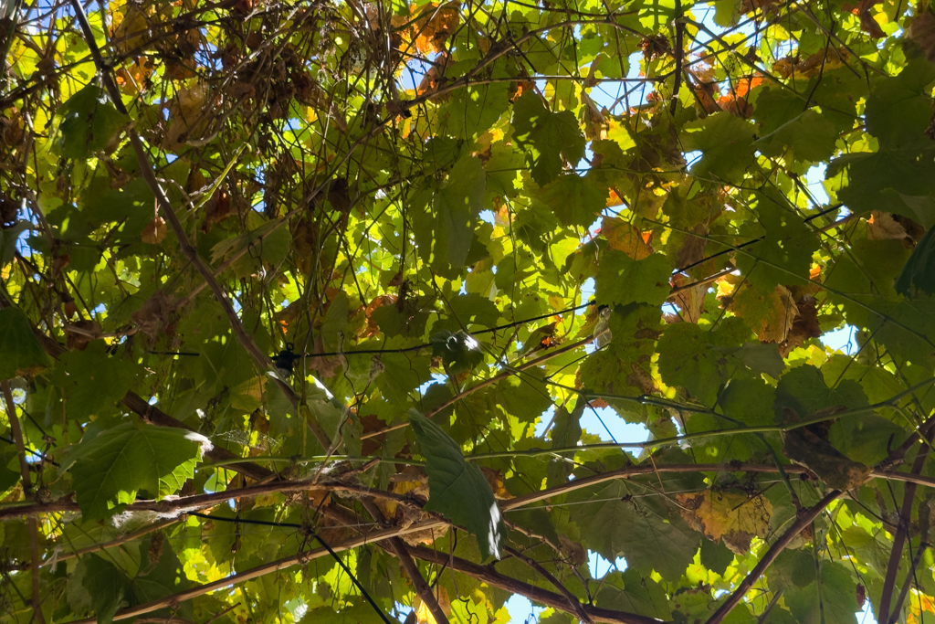 Weinreben hängen über der Terrasse bei Iris in Wangaratta