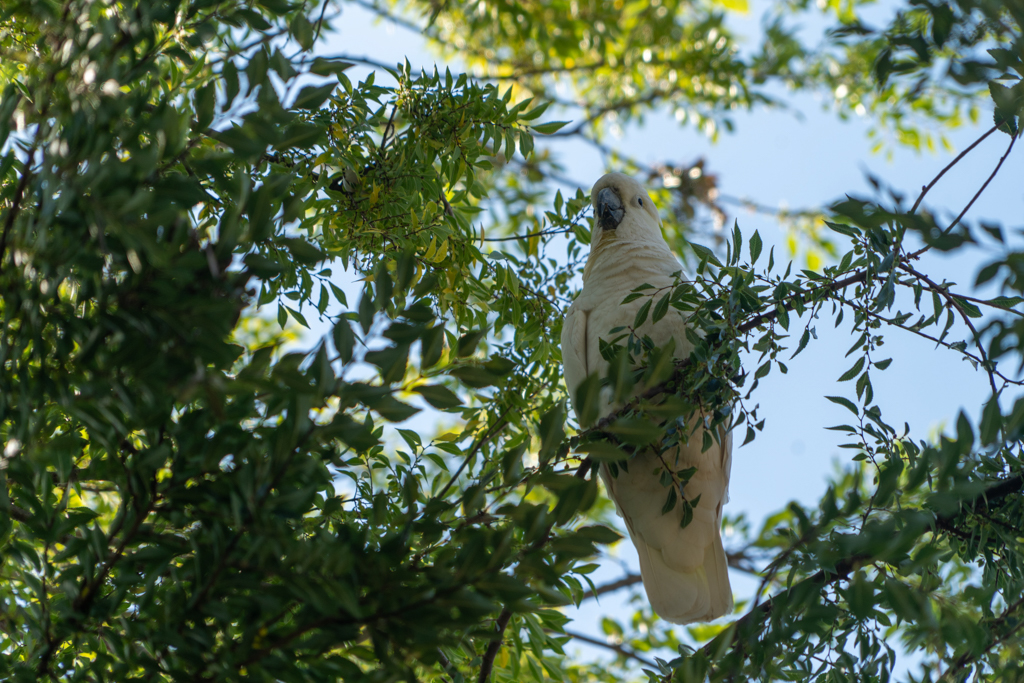 Ein weisser Kakadu hoch oben im Baum...