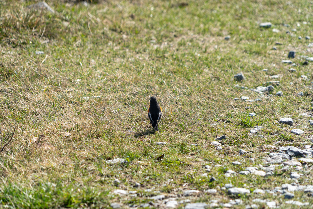Ein kleiner Scarlet Robin- Petroica boodang- von hinten fotografiert