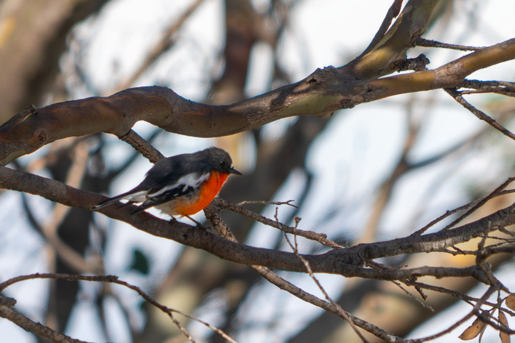 Ein kleiner Scarlet Robin- Petroica boodang- sitzt oben im Baum