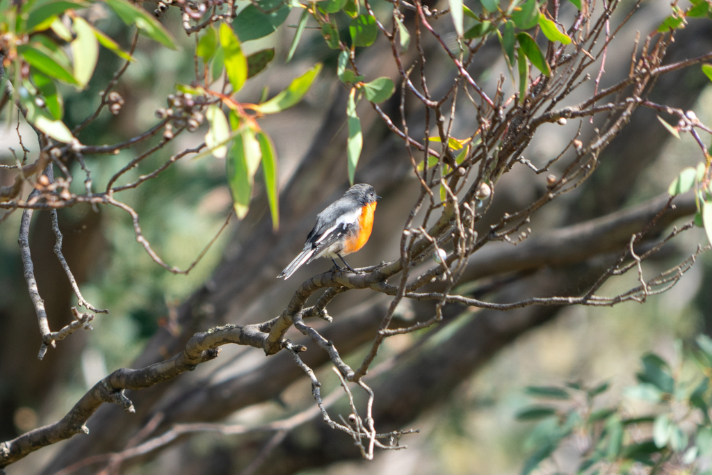 Ein kleiner Scarlet Robin- Petroica boodang- sitzt oben im Baum