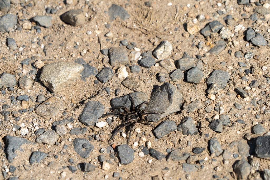 Eine noch kleine schwarze Huntsman Spinne auf dem Weg