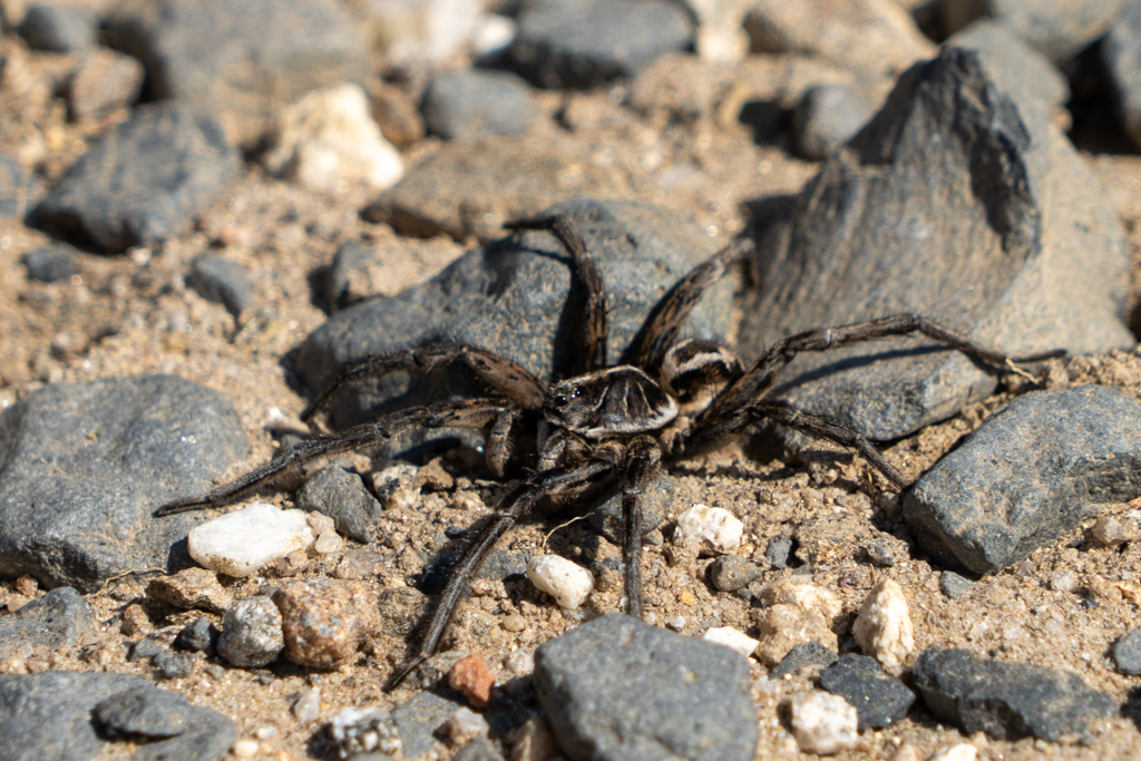 Eine noch kleine schwarze Huntsman Spinne auf dem Weg
