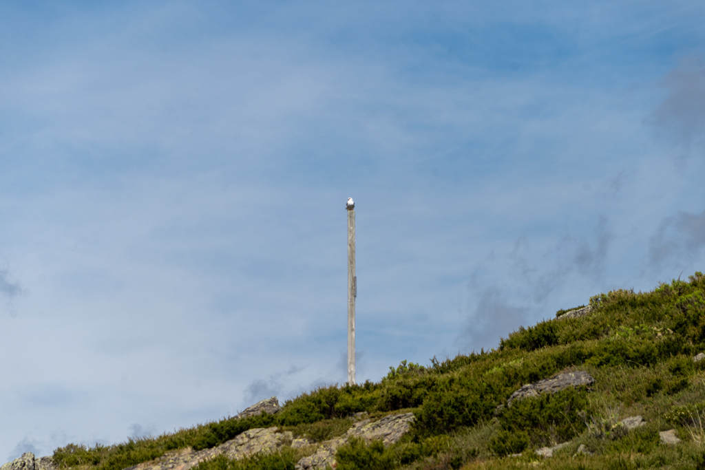 Ein australischer Gleitaar- Elanus axillaris- ...