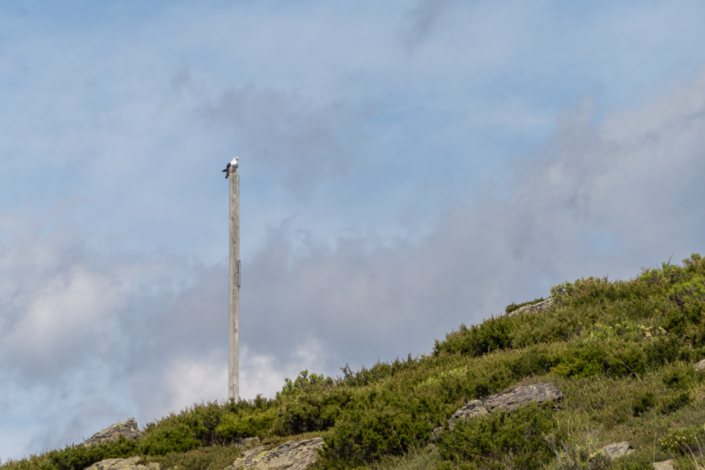 Ein australischer Gleitaar- Elanus axillaris- ...