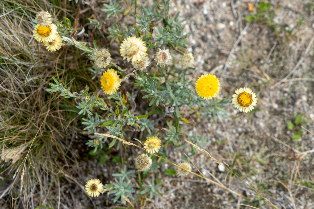 Strohblumen in verschiedenen Blütenstadien...