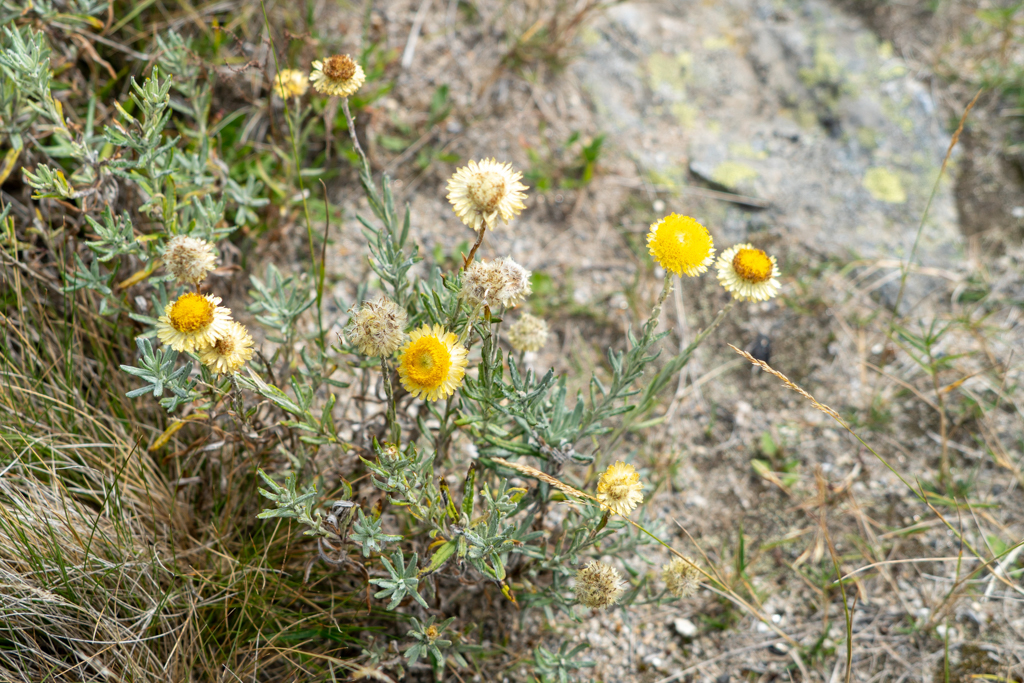 Strohblumen in verschiedenen Blütenstadien...