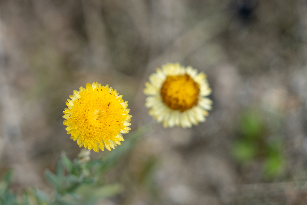 Eine Strohblume in voller Blüte...