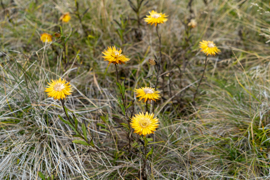 Leuchtend gelbe Strohblumen sind Ma's geliebtes Fotomotiv...