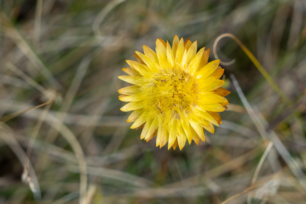 Eine Strohblume in voller Blüte...