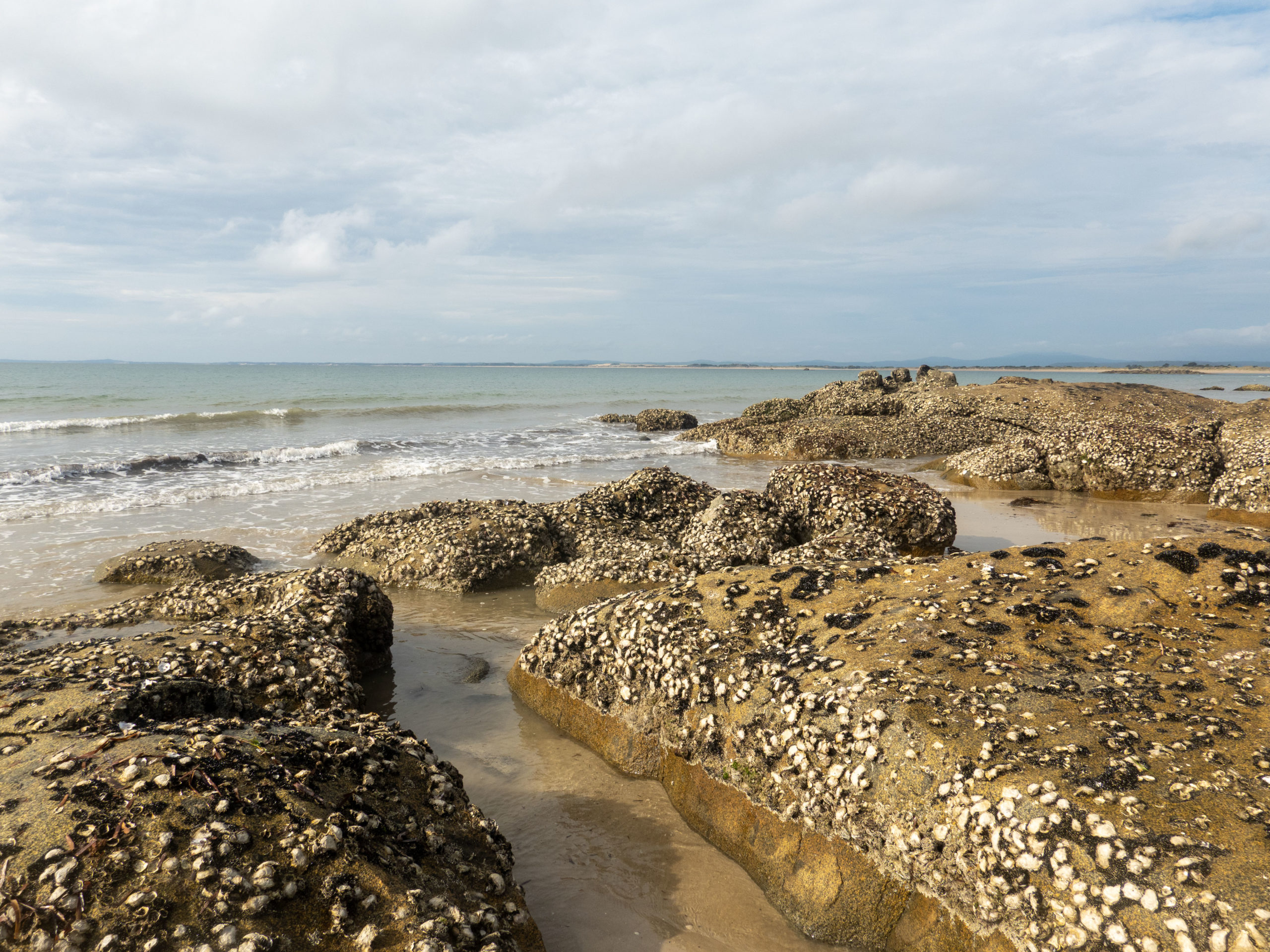 Ebbe am Strand von Bridport. Muscheln kleben den Felsen die jetzt bei Ebbe zu sehen sind.