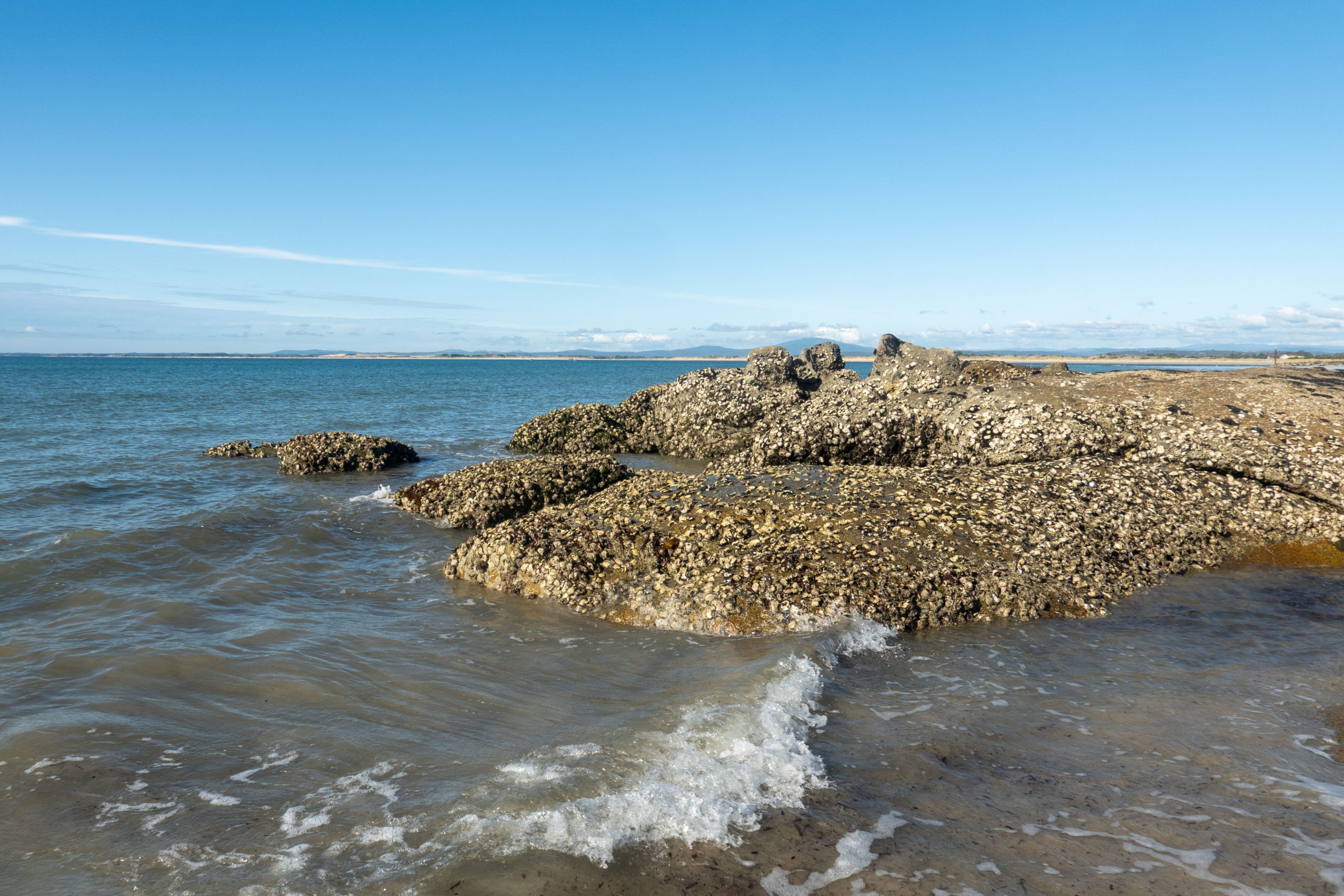 Die Felsen, die jetzt bei Ebbe zu sehen sind, sind voll von Austern und anderen Muscheln