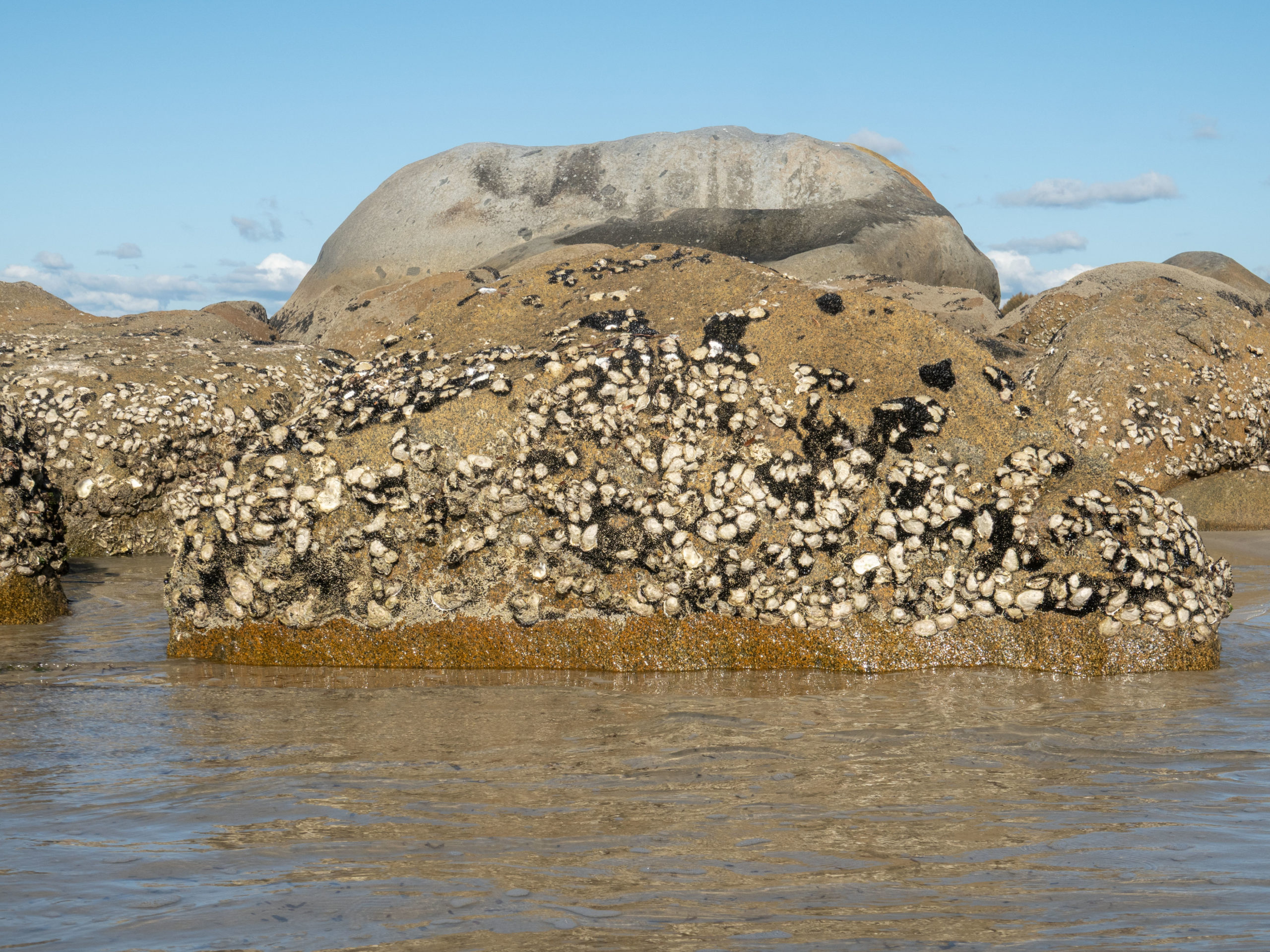 Tausende Austernmuscheln kleben an den grossen Felsen fast...