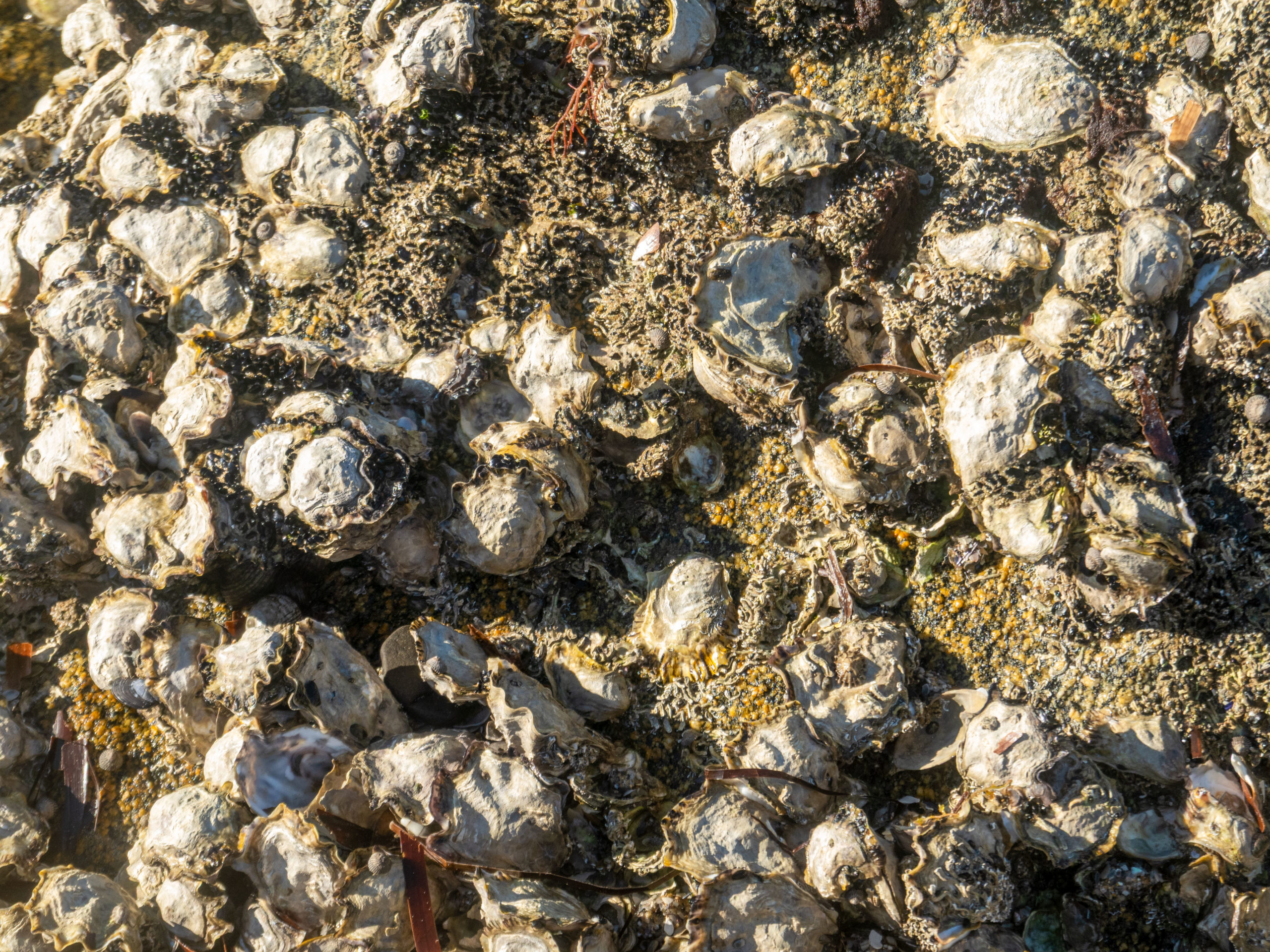 Austernmuscheln kleben an grossen Felsen fest...