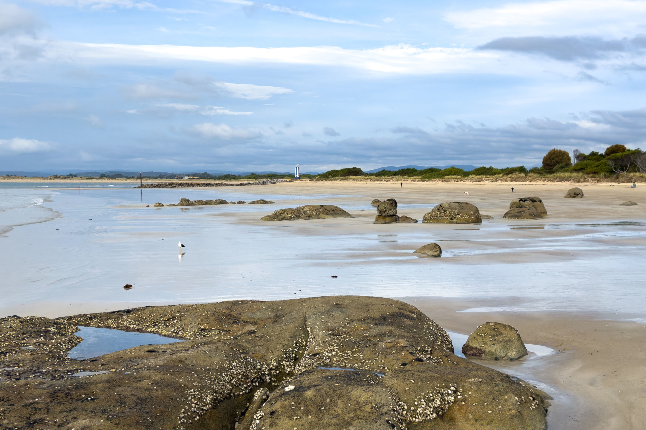 Ebbe am Strand von Bridport, das Wasser hat sich zurückgezogen. Eine einsame Möwe ist am Strand zu sehen.